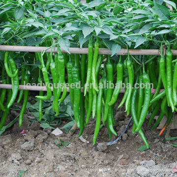 P05 Xiangyan sementes de pimenta verde quente em sementes de hortaliças, tipo de diferença de sementes